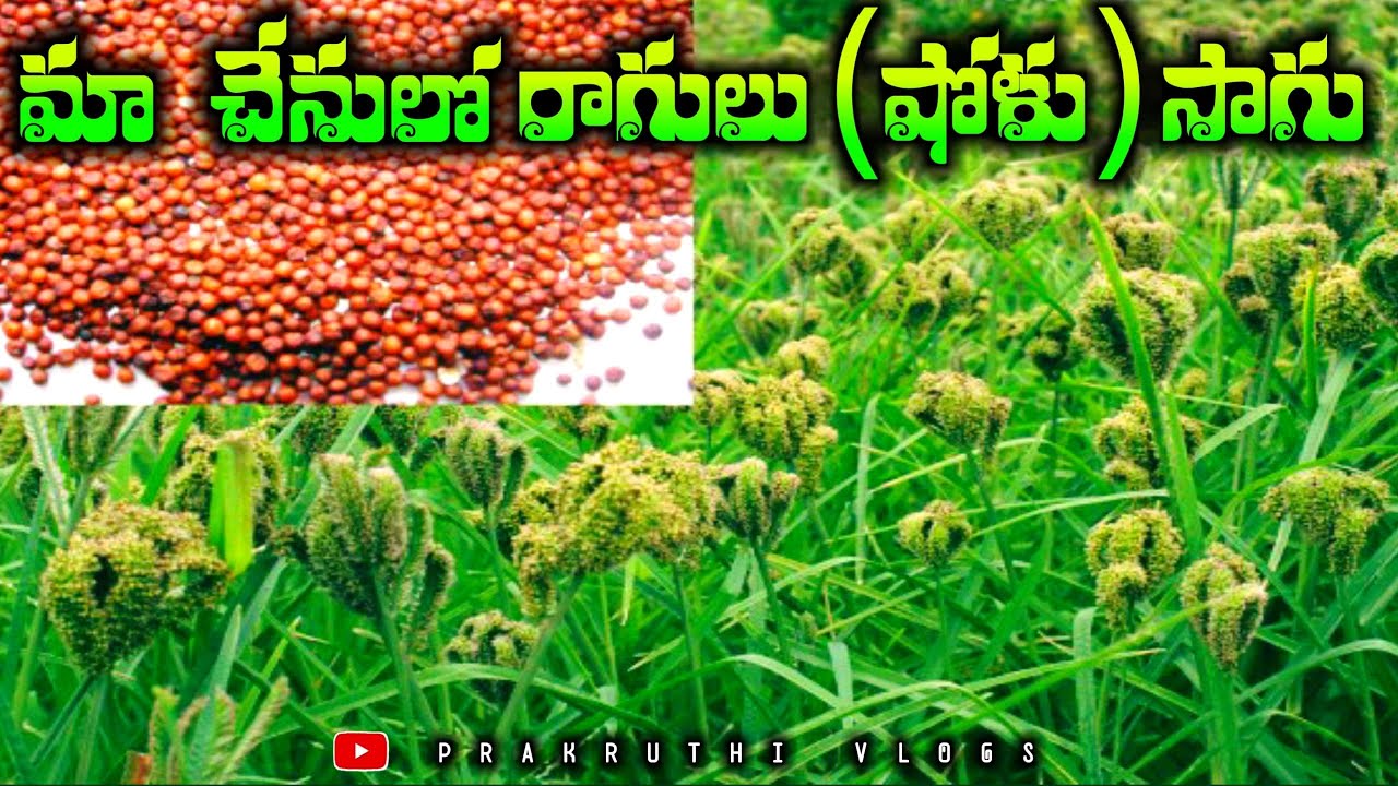 మా చేను లో రాగులు (షోళు) సాగు//Ragi and Sola are cultivated in our fields.