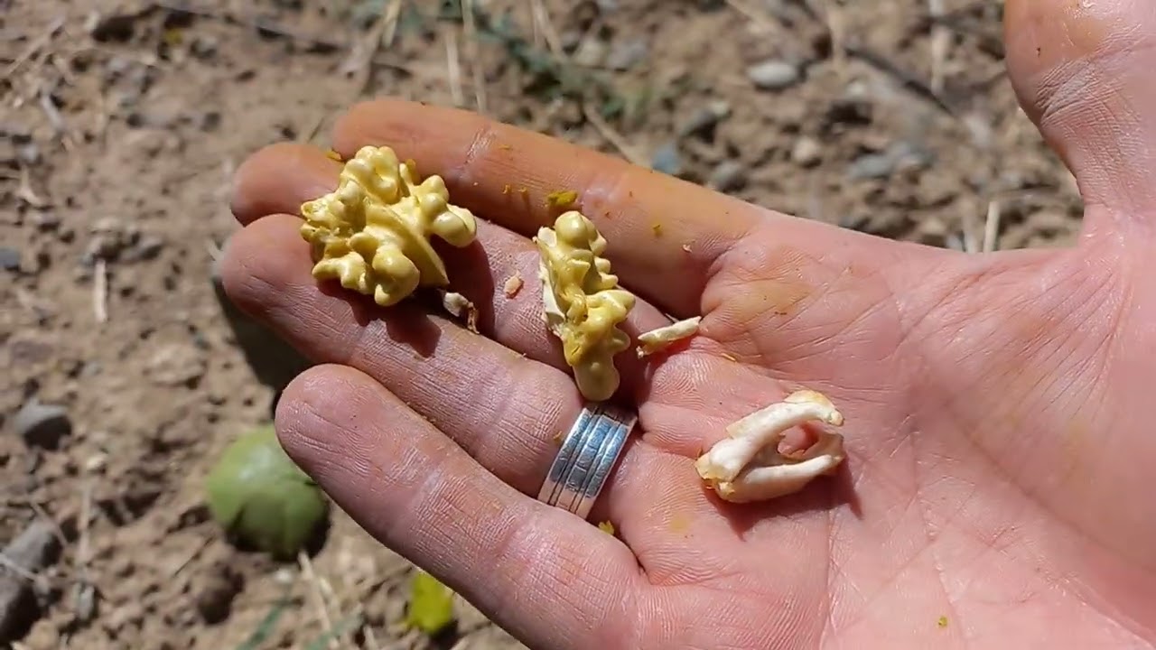 6 Yaş Fernor Bahçesi #6 (21 Eylül 2025) #tarla #bahçe #ceviz #walnut