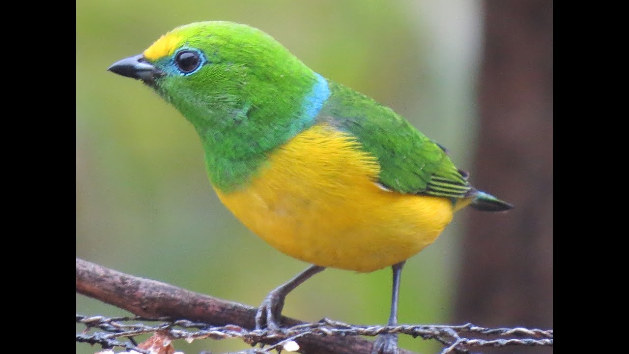 Birding Colombia: An Endemic Exploration