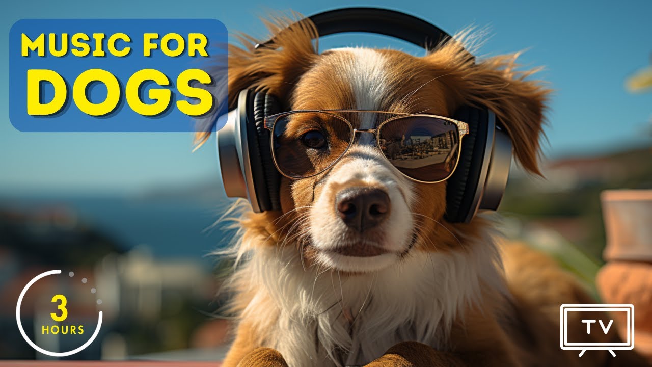 3 Hours of Relaxing Dog Music and Dog TV for your Dog! NEW!