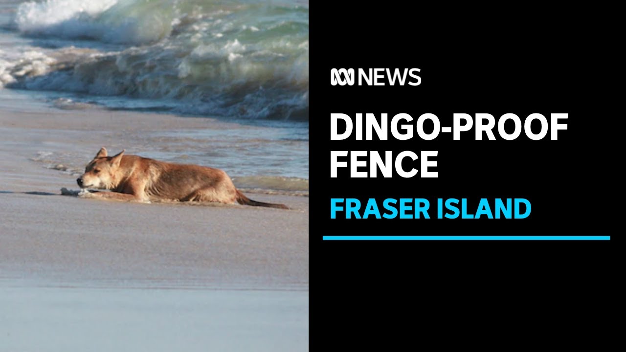 Fraser Island set to receive $2m dingo-proof fence in bid to curb attacks on visitors | ABC News