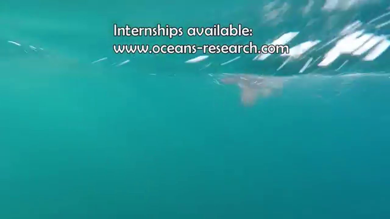 Oceans Research - Smooth Hammerhead Shark (Sphyrna zygaena)