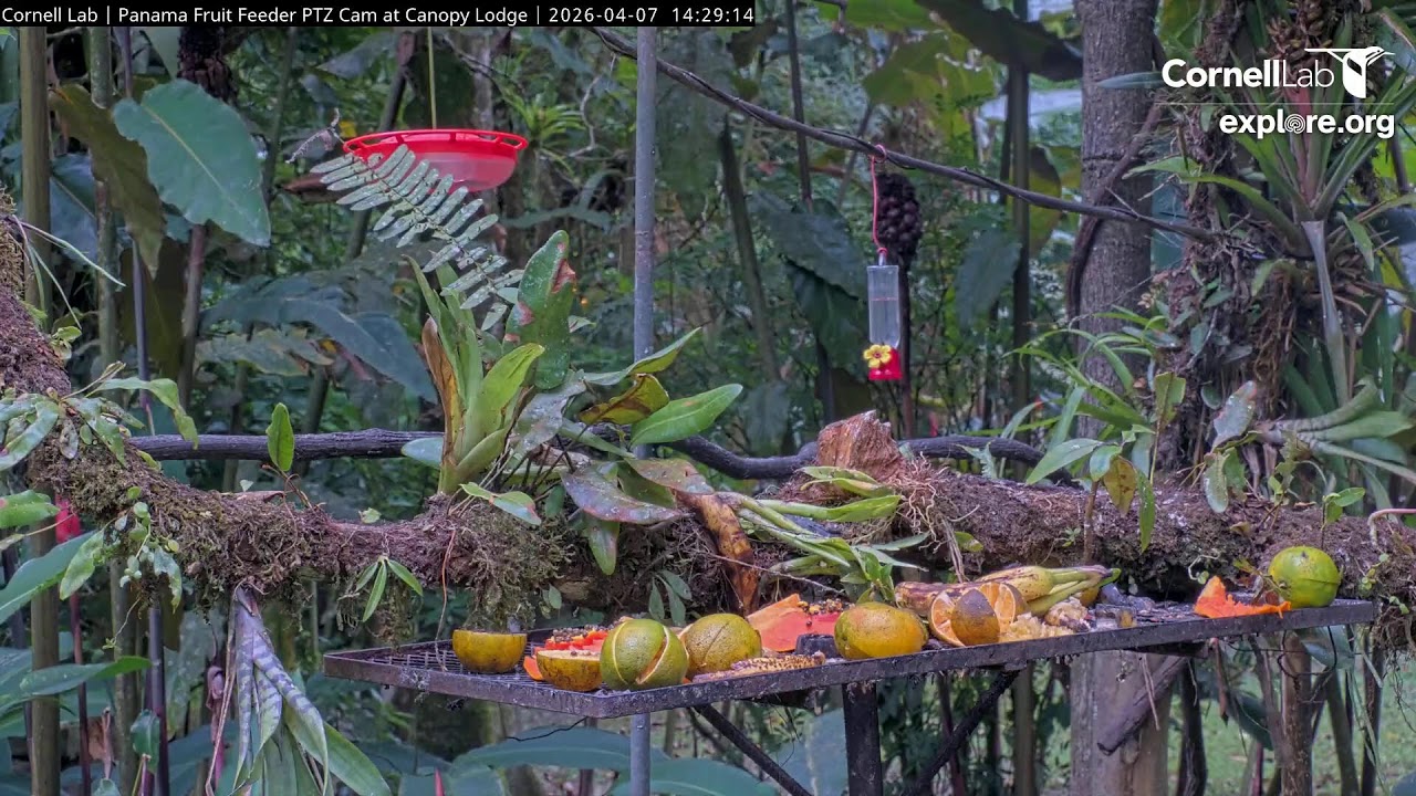 Panama Fruit Feeder Cam at Canopy Lodge powered by EXPLORE.org
