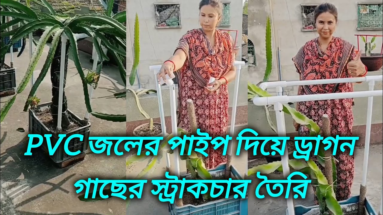 PVC জলের পাইপ দিয়ে ড্রাগন গাছের স্ট্রাকচার তৈরি করার সহজ পদ্ধতি / Dragon tree support. #dragon 