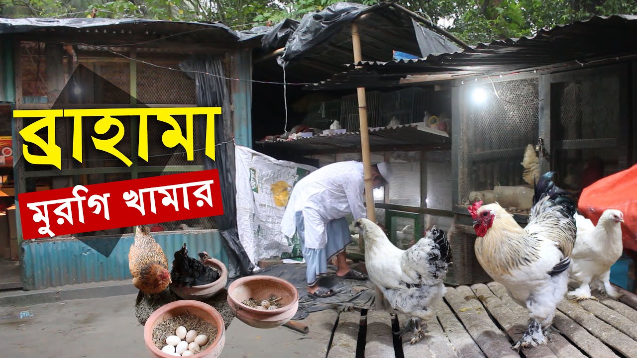 ব্রাহামা মুরগি পালন - ময়মনসিংহ গড়ে উঠেছে আমরিকান সৌখিন ব্রাহামা মুরগির খামার | Brahma chicken farm