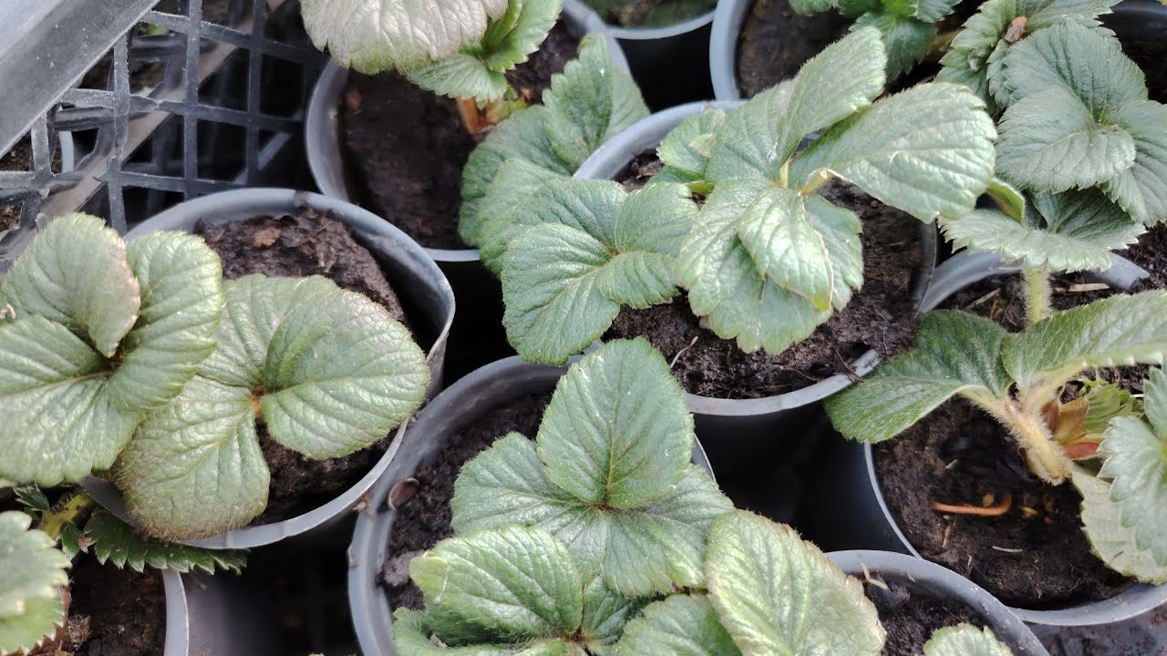 Які сорти полуниці є , характеризую сорти які будуть на весну. 