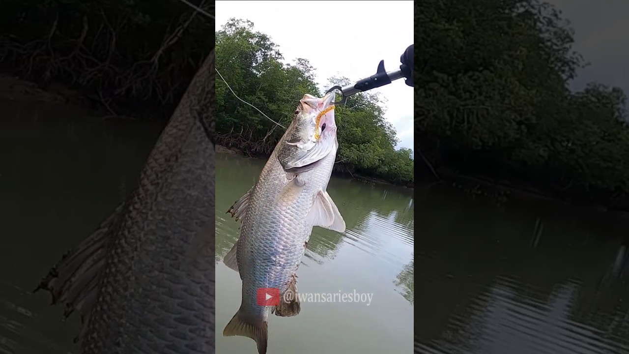 Mancing kakap pakai softlure, luar biasa hasil nya || Casting Barramundi #castingbarramundi #casting