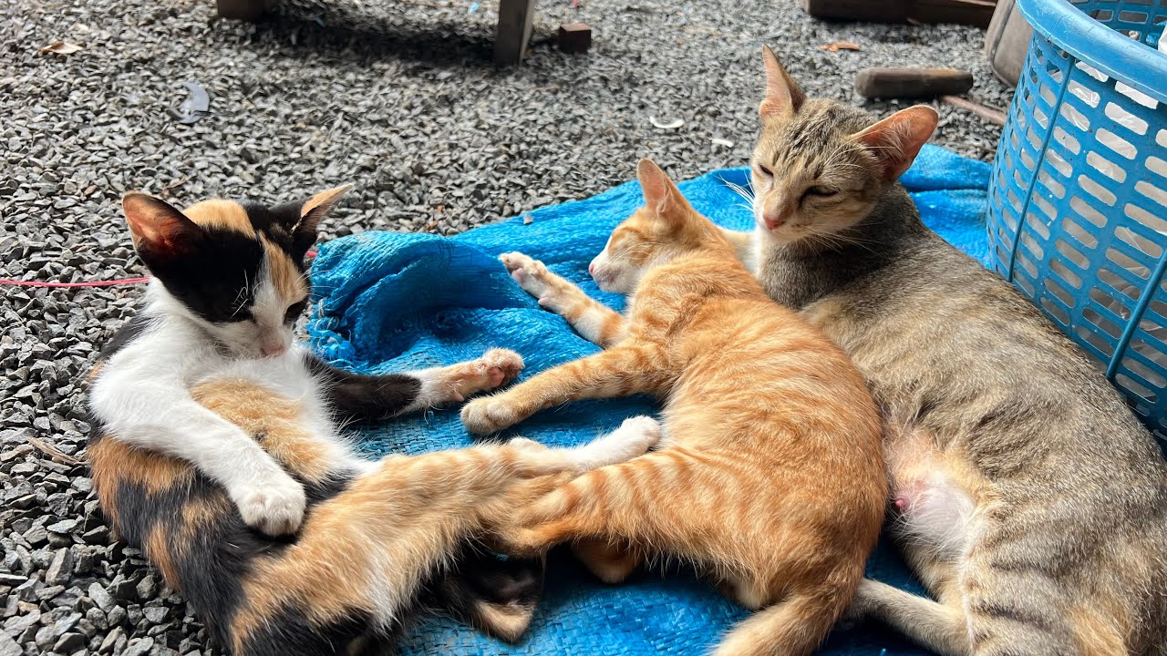 Lovely baby kitten moment video