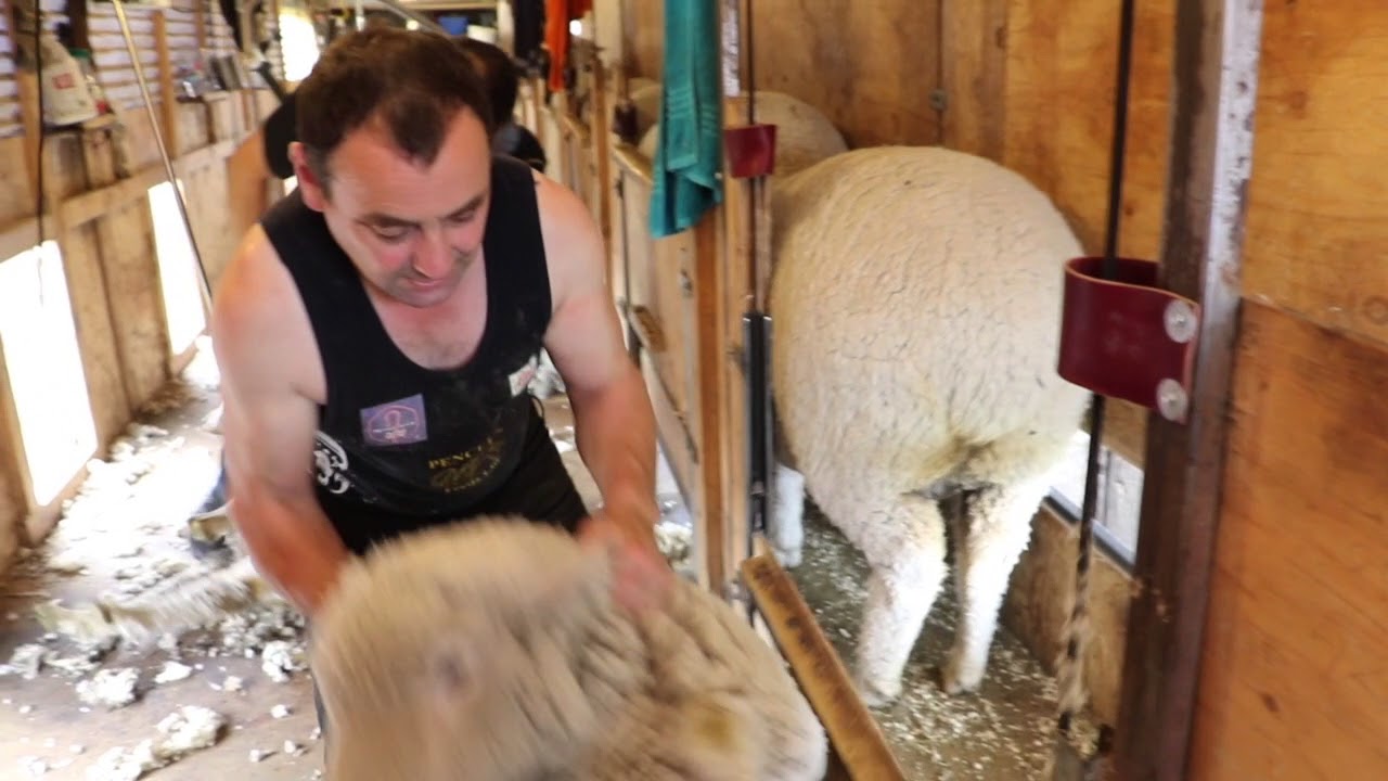 Sheep Shearing