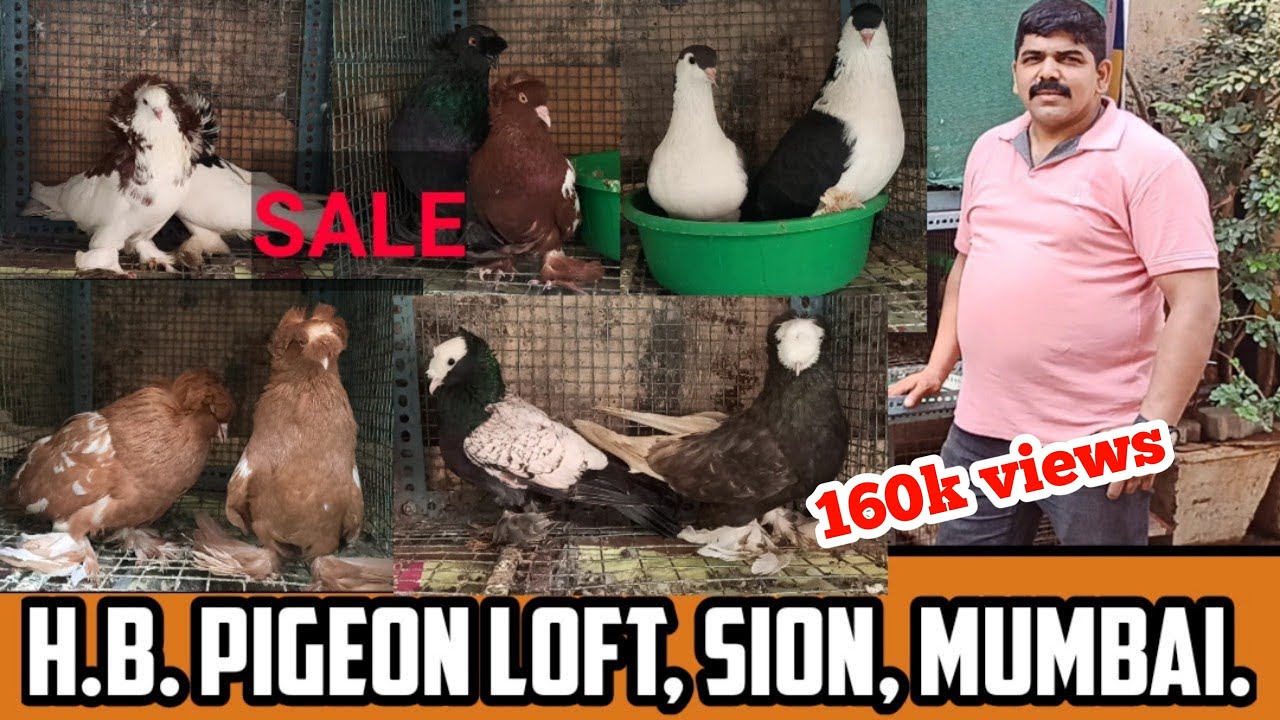 Bukhara, Siraji, Saint, White top etc, Fancy pigeon, H.B. pigeon loft, Sion, Mumbai.