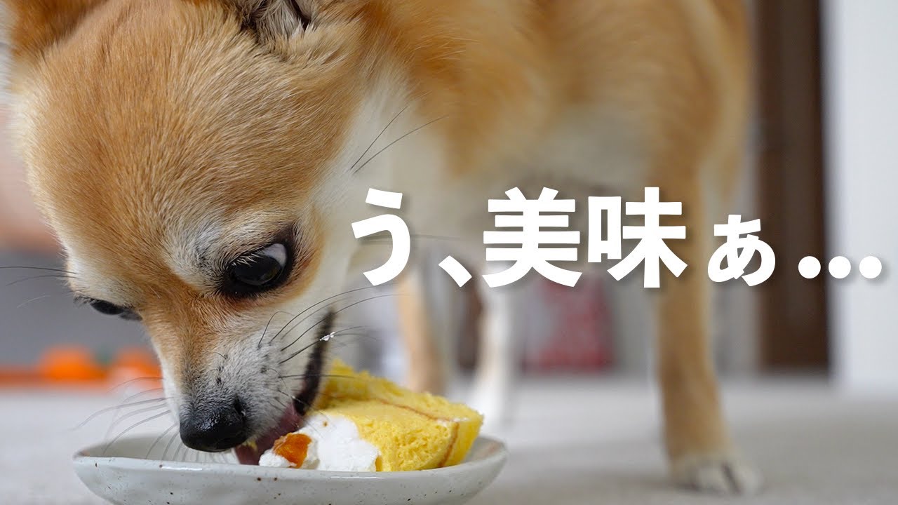 【祝】可愛くてたまらない愛犬にケーキを。