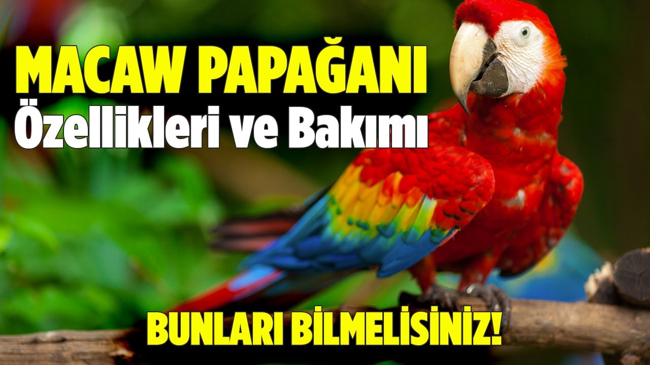 Macaw Papağanı Özellikleri ve Bakımı - Pratik Bilgi Bankası