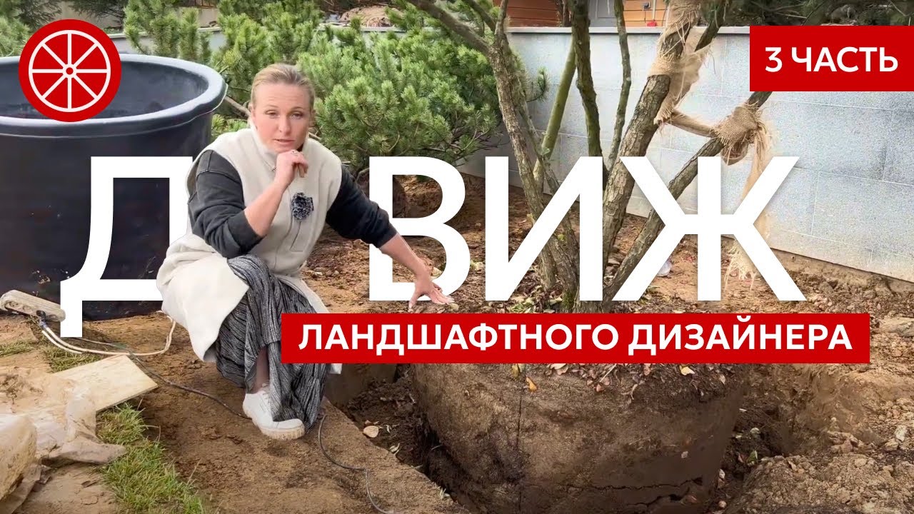 Ландшафтный движ (3 часть). Посадка крупномерных растений #озеленение #сад