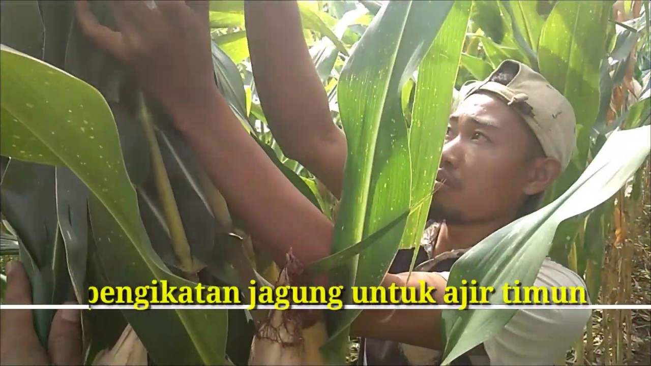 Budidaya timun hemat biaya hingga 50% dengan sistem T.O.T