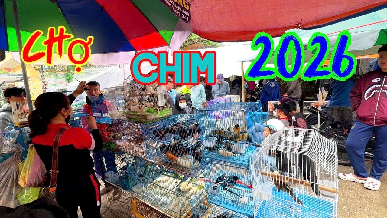 Khám phá phiên chợ Chim Cảnh tại chợ Hàng Kênh đầu năm 2026