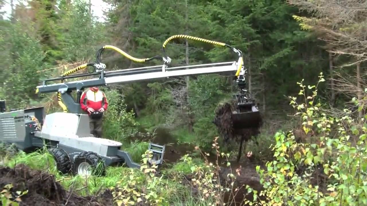 Forest ebeaver rensar dike