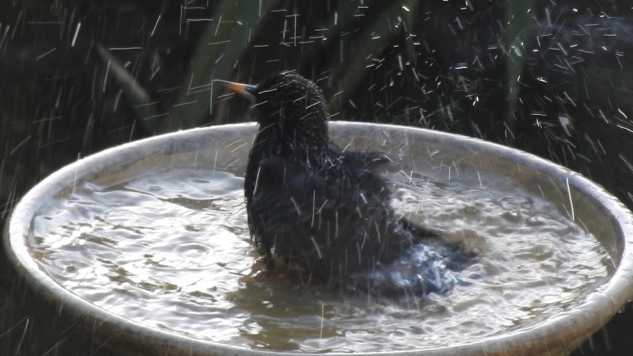 Wild Birds in my Garden. Feed the birds UK 28 01 26