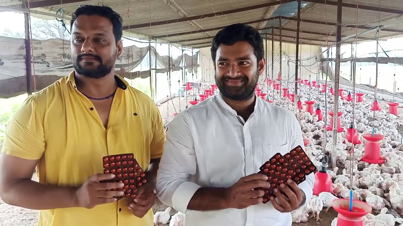 मुर्गी की पतली बीट का रामबाण ईलाज 7000834751