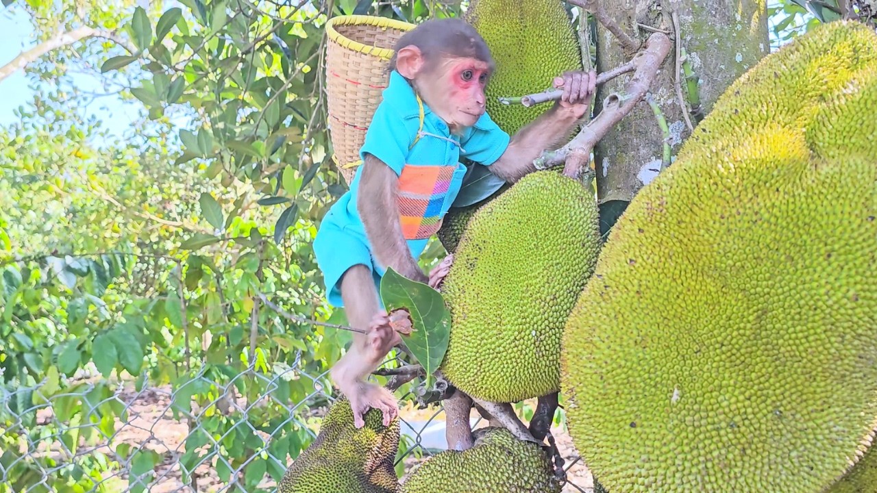 Jackfruit Surprise! SU's Hilarious Discovery While Harvesting!