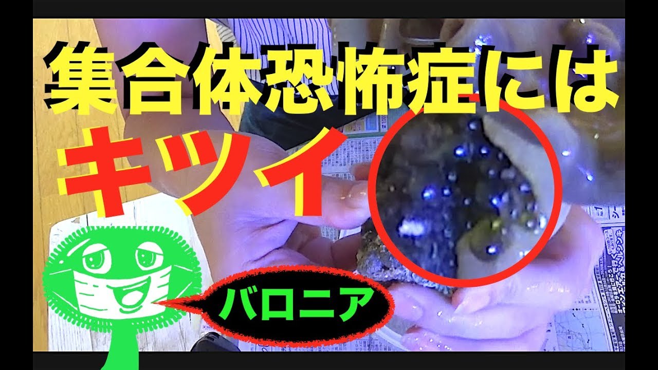 進撃のバロニア❗️海水魚水槽で大量に発見❗️レッツ駆除❗️my marine aquarium MOAMOAちゃんねる