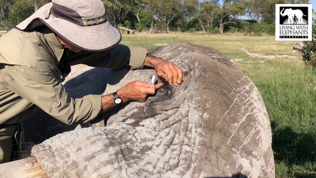 Treating Jabu's eye | Living With Elephants - Botswana elephant rescue, research & education centre.