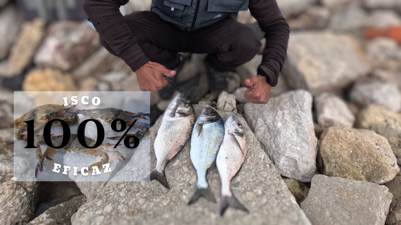 Isco 100% eficaz na Pesca as Douradas
