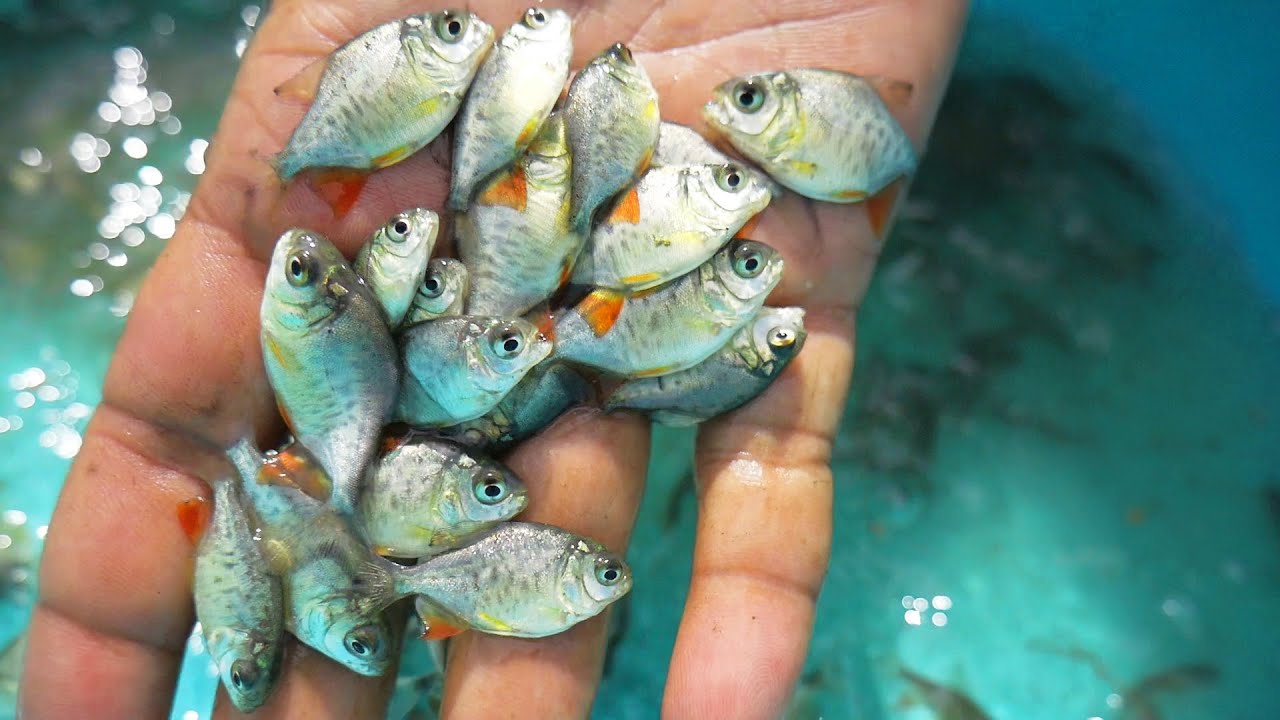 Fish Farming Techniques, Startup Ideas& Fish Seed Price from SS Fish farms