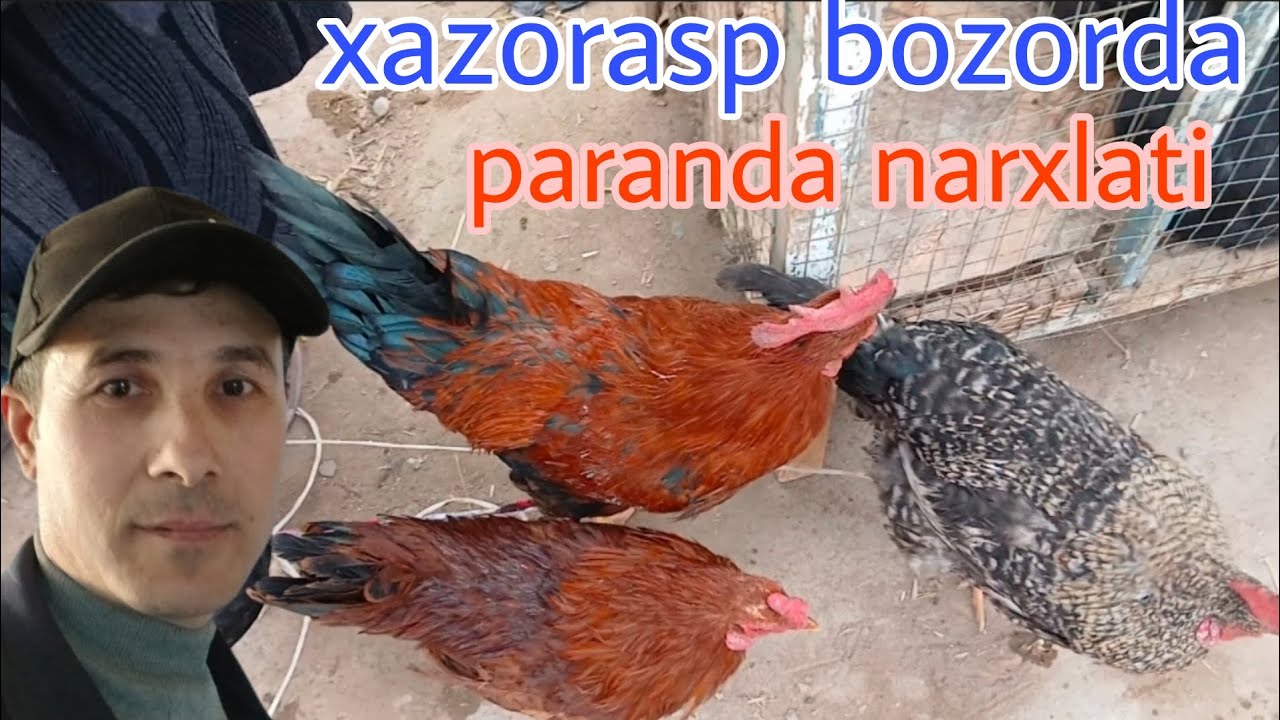 XAZORASP BOZORIDA PARANDA NARXI