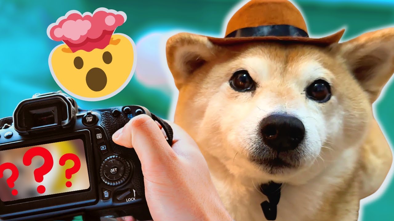 Shiba Inu took an UNMISSABLE photograph