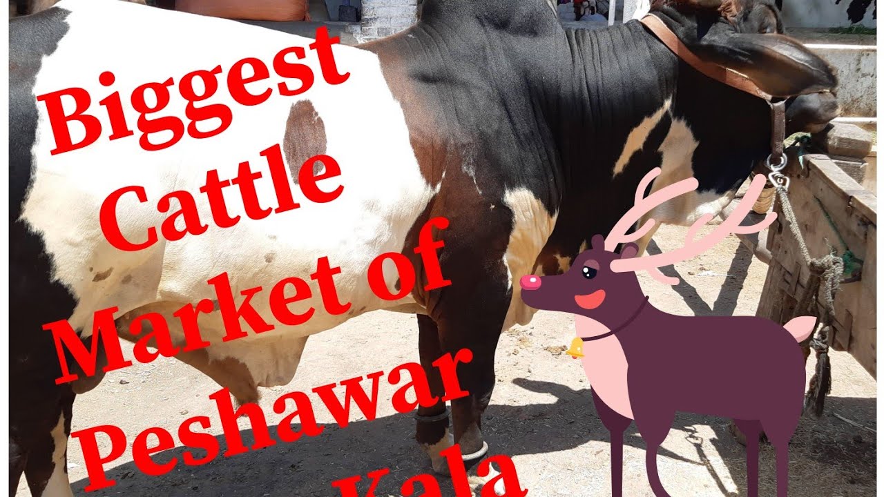 Arbab Mandi / Kala Mandi Peshawar .. Eid 2022 k janwar aa gae... update 21 May, 2022...
