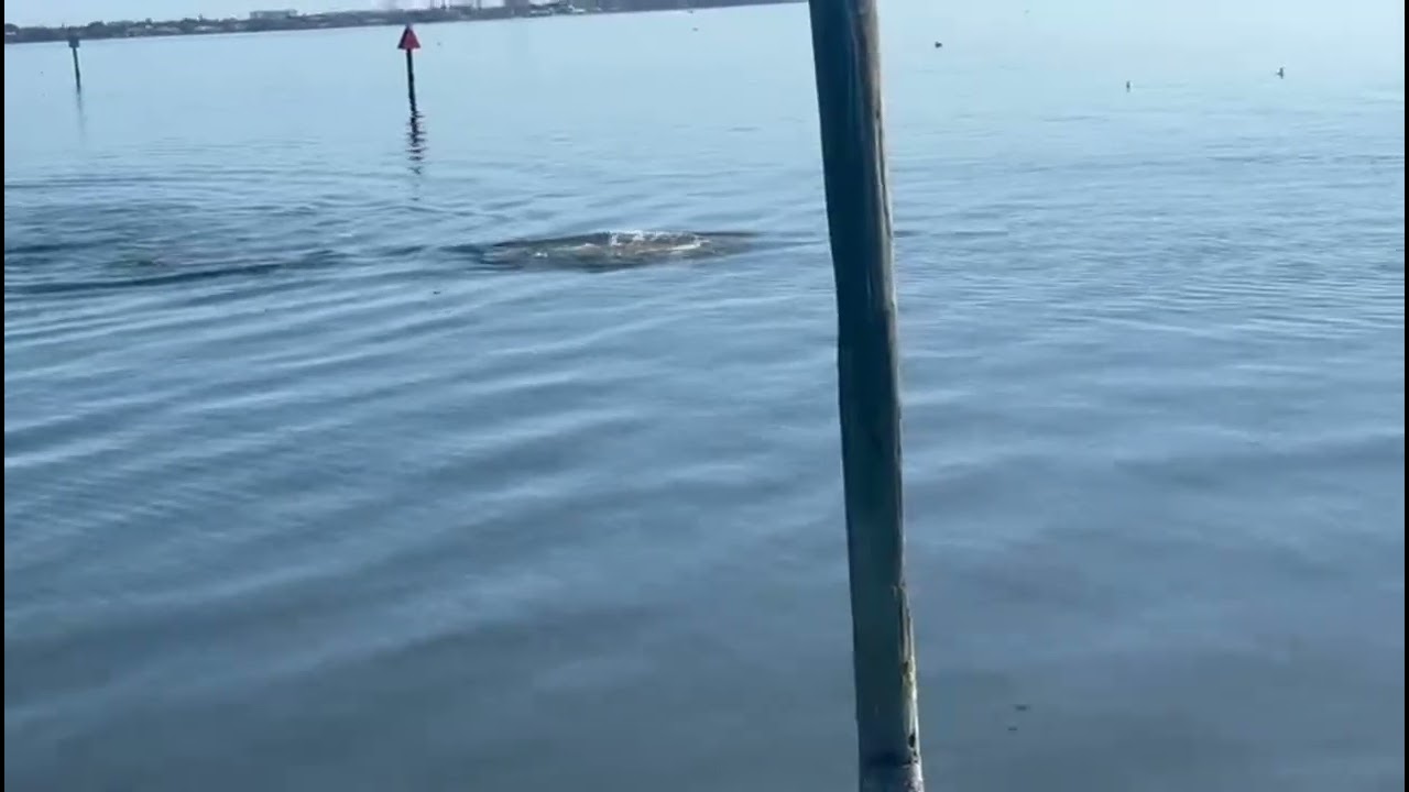 Rare Dolphin Sighting? Pod Feeding in the Indian River Lagoon | Melbourne Riverwalk Morning Wildlife