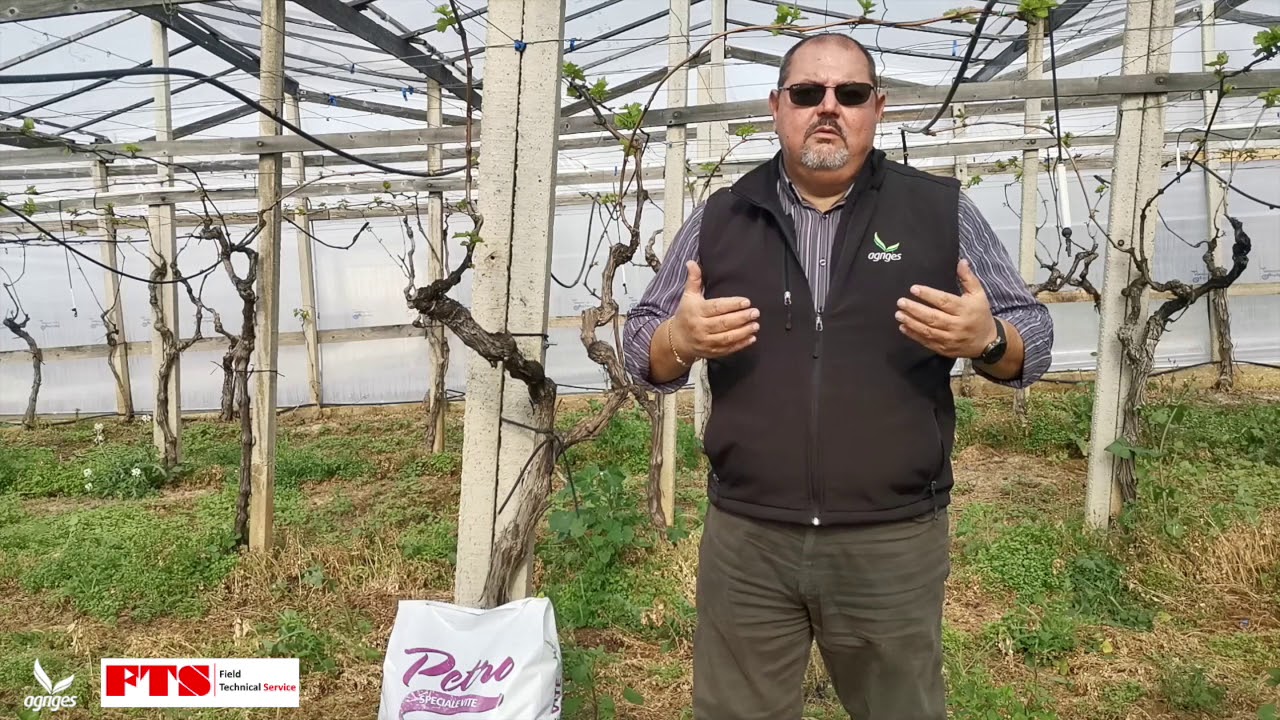 Uva da tavola: concimazione di produzione, parola all’agronomo Gianfranco Arancio