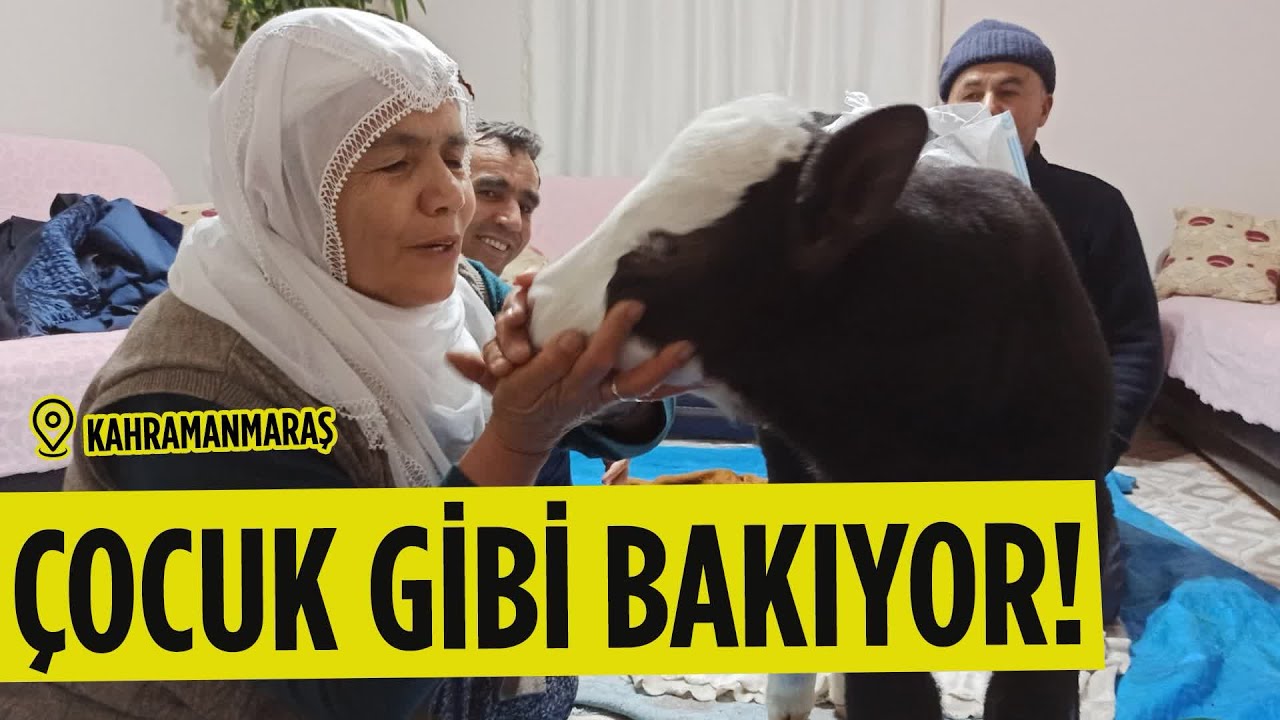 61 Yaşından Sonra Evlat Sahibi Oldum Dediği Kör Buzağıya Evde Bakıyor