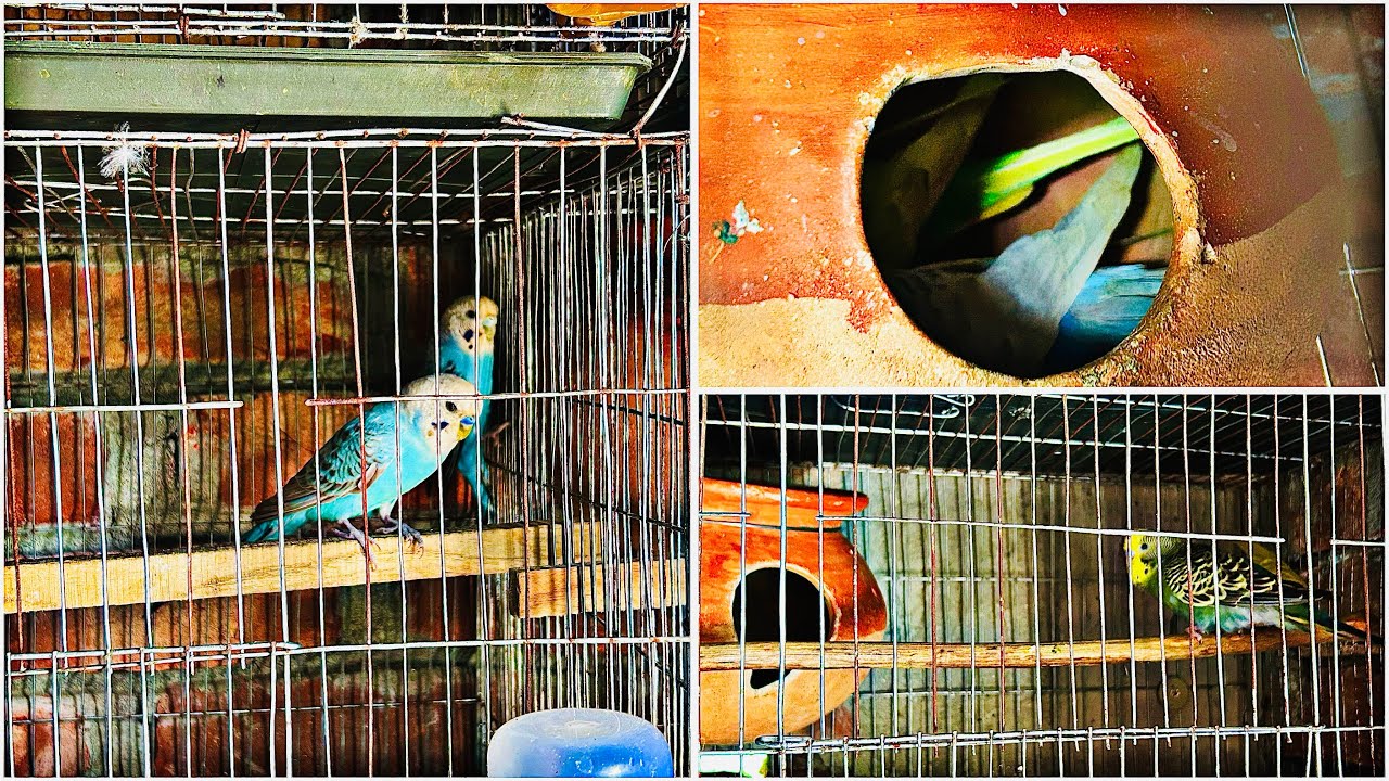 বাজিগর পাখি ডিম দেওয়ার জন্য রেডি🕊️ bajigor pakhi dim dewar jonno ready 🦋