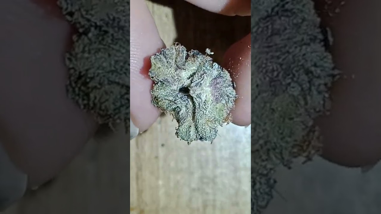 low price bud purple gelato AAAA $100oz
