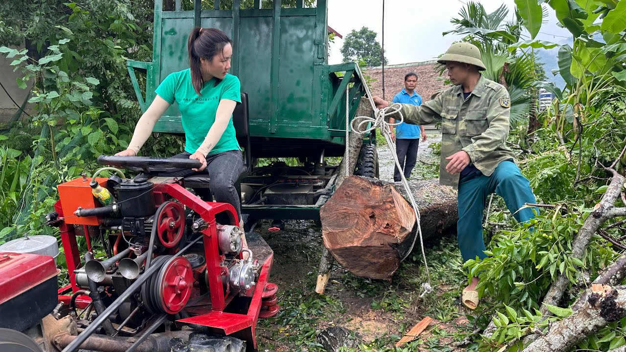 girl using saw to cut giant mahogany tree