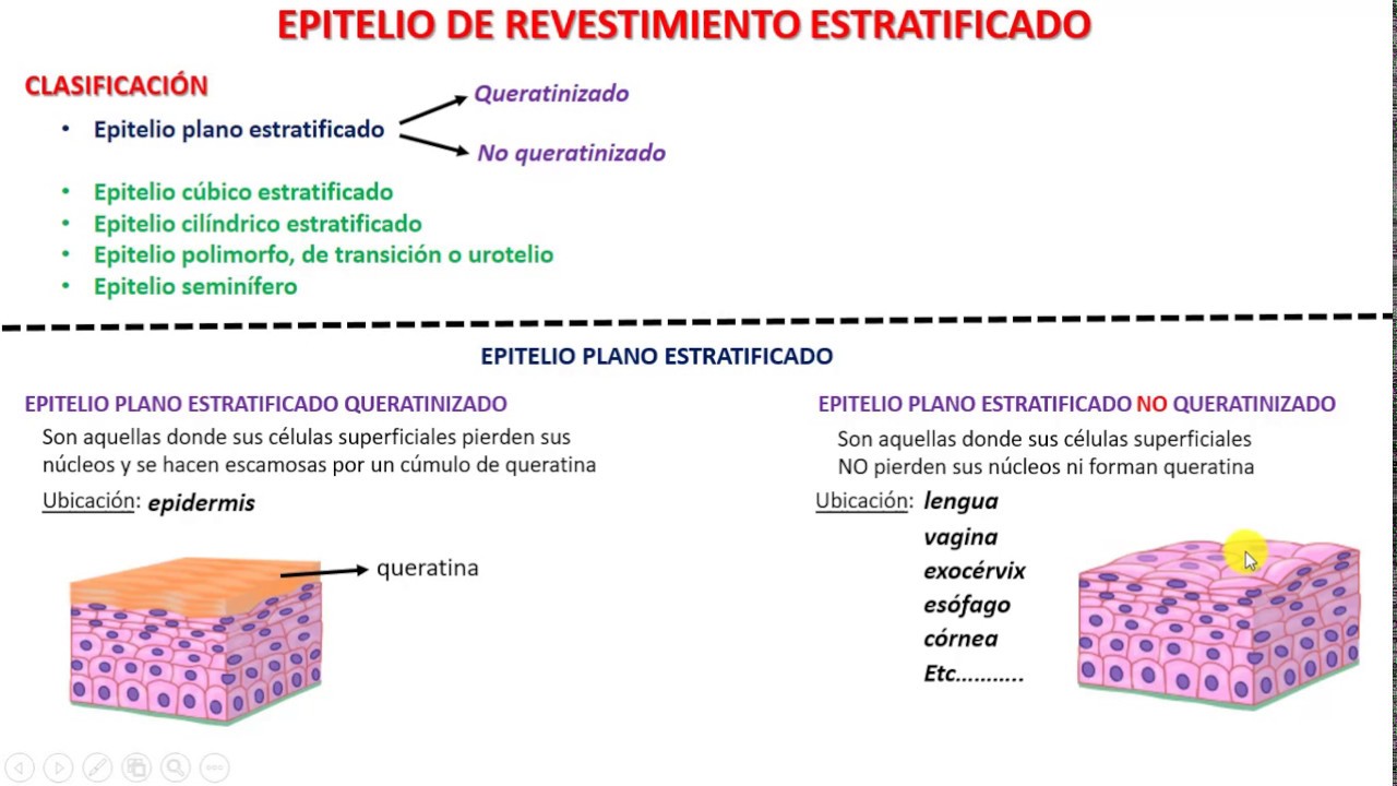 Epitelio de revestimiento ESTRATIFICADO