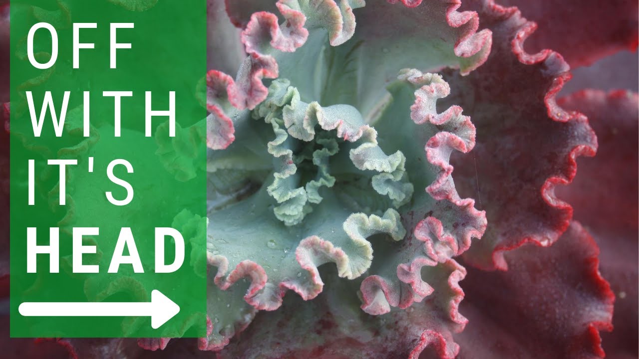 How to Cut Off a Succulent's Head | Echeveria Frilly | FAQ