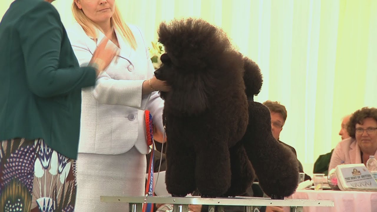 Southern Counties Dog Show 2017 - Best in Show
