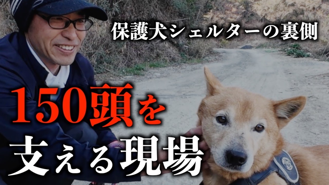 150頭を支える現場｜保護犬シェルターの裏側【Hope Tail始動】