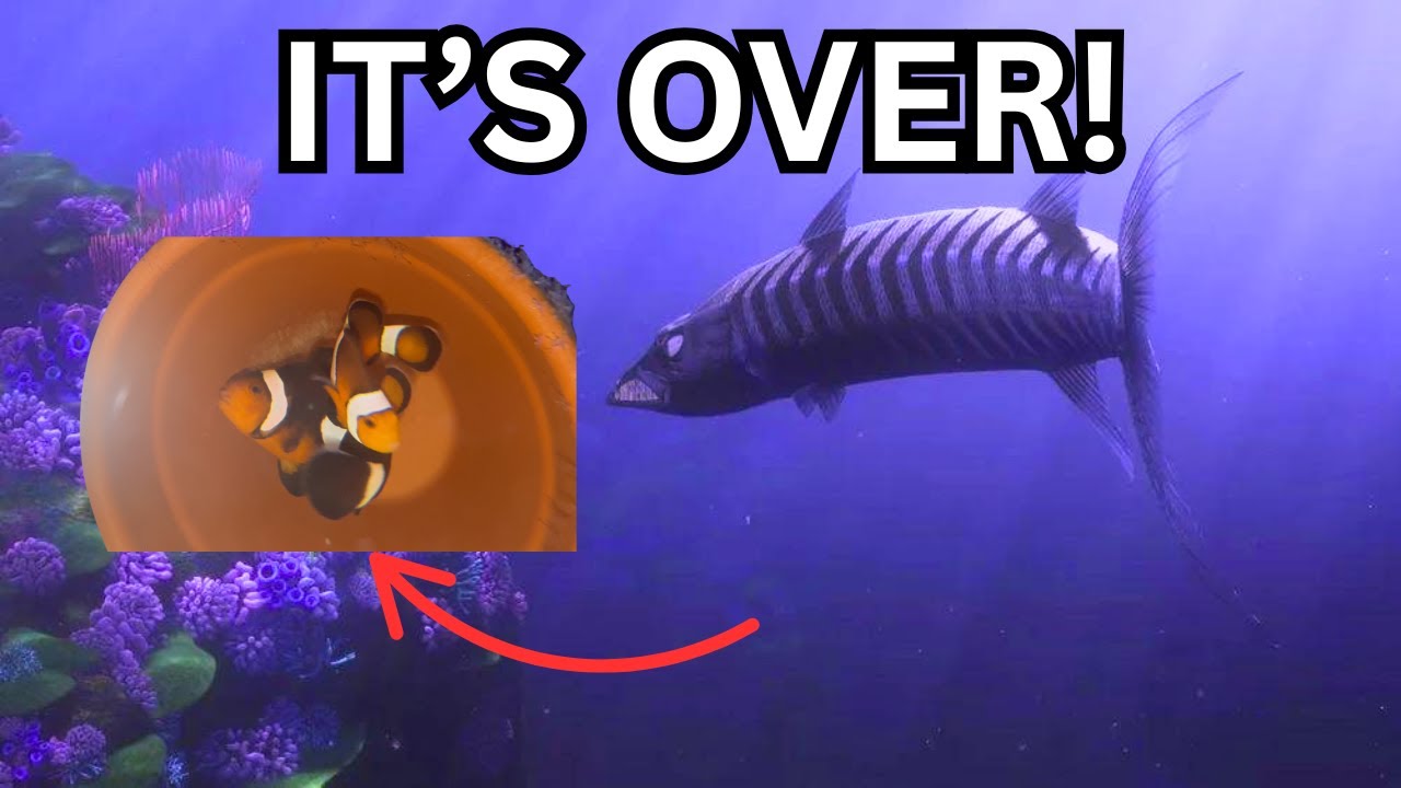 Clownfish Breeding FAIL (Gone Wrong)