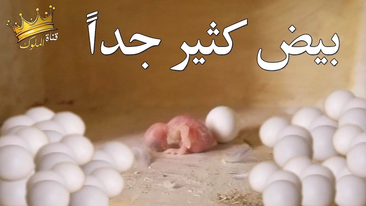اذا كنت تريد زيادة انتاج البادجي بهذه الطريقة ستكون راضيًا عن النتيجة