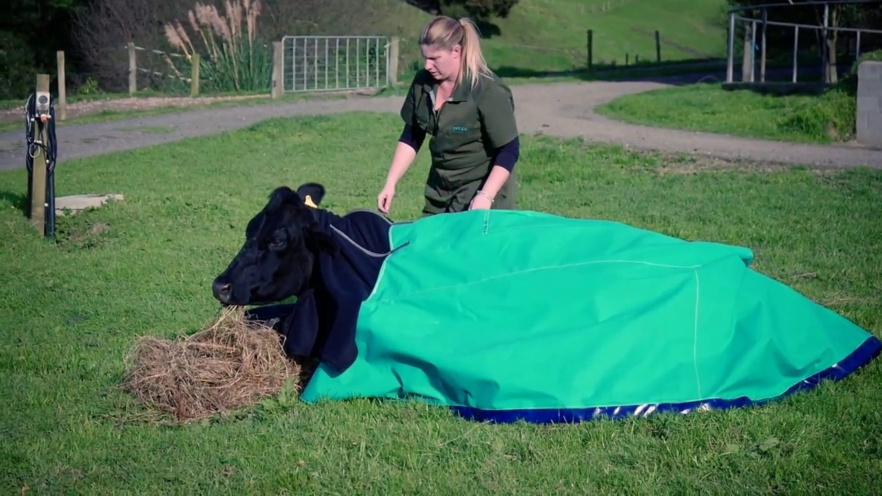 Down Cow Cover WRAPPA TEXT v01