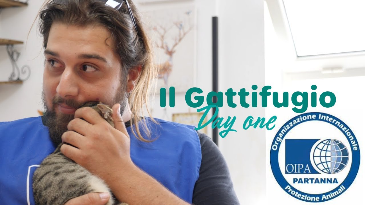 OIPA | Partanna | Cat Welfare | Part One | Kelp Social