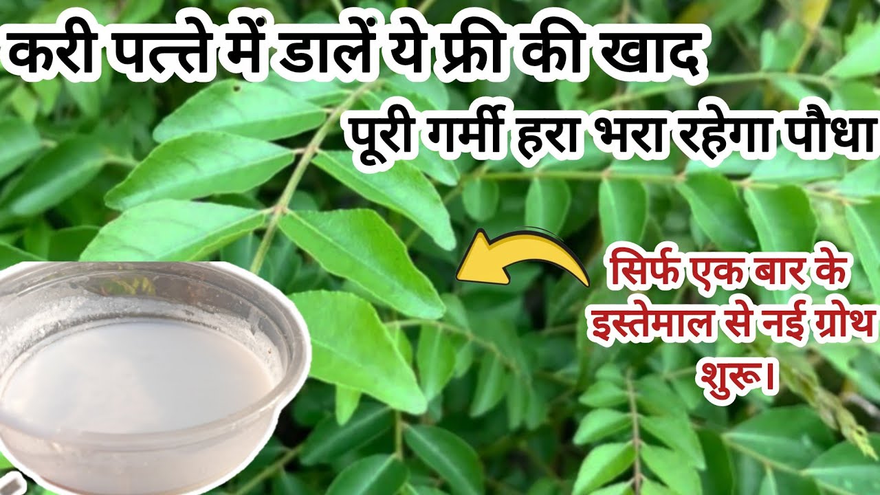 7 दिनों के अंदर सूखता करी पत्ता होजाएगा गर्मियों में हरा भरा दिखेगी जबरदस्त रिजल्ट | नई ग्रोथ शुरू! 