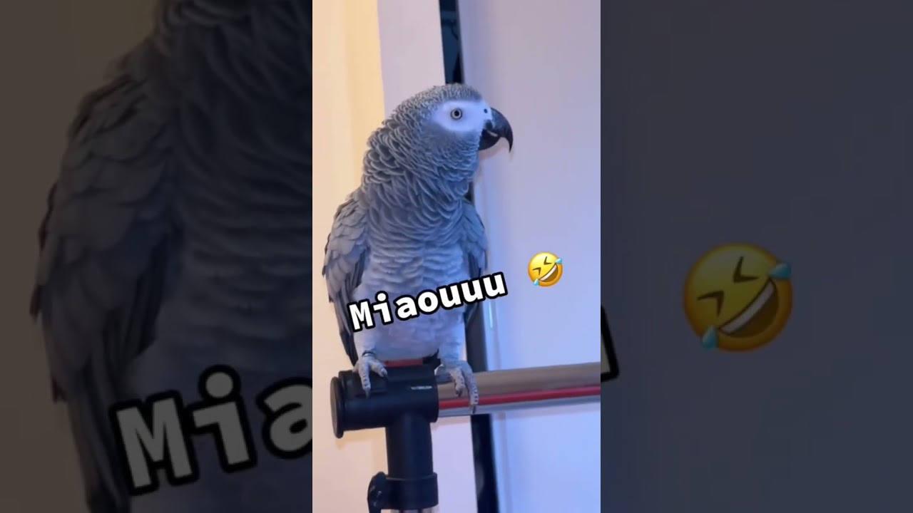 Best of des perroquet les plus fou de France 🤣🦜 video de l'arche de Fran&ccedil;ois #pourtoi #perroquet