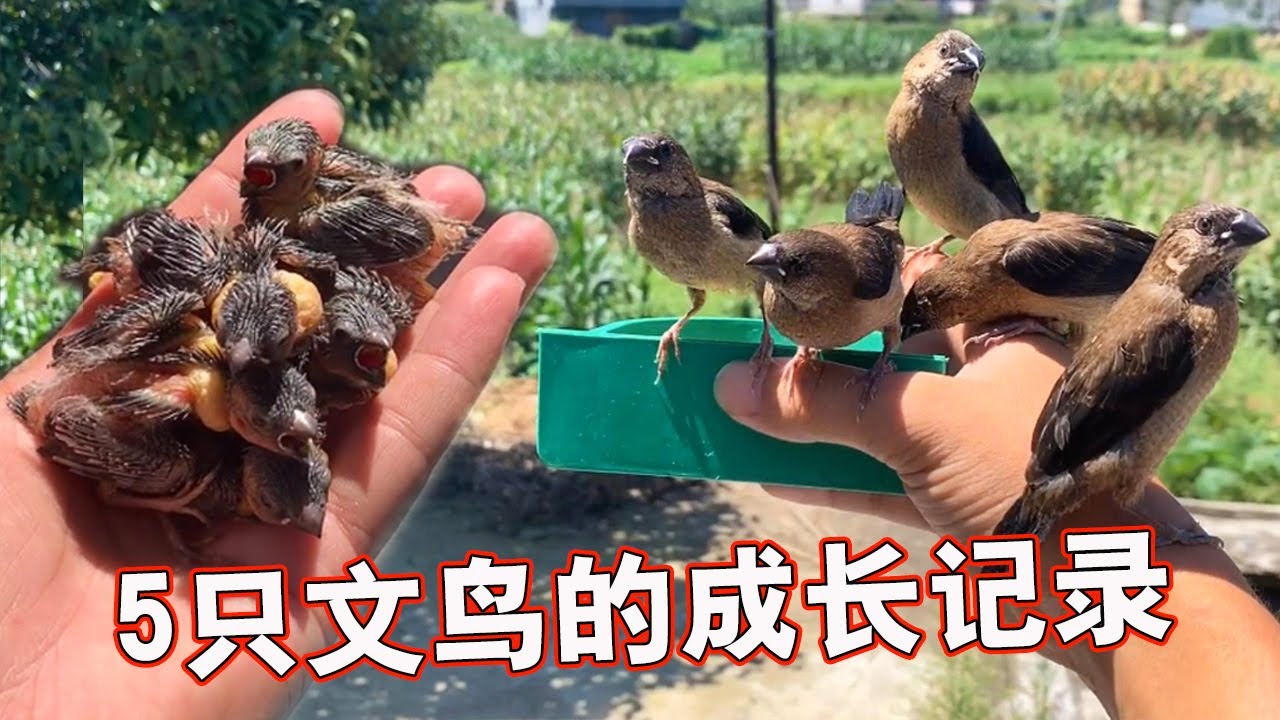 五只文鸟从救助到放生：让我们一起见证它们的成长吧【天下一场梦】