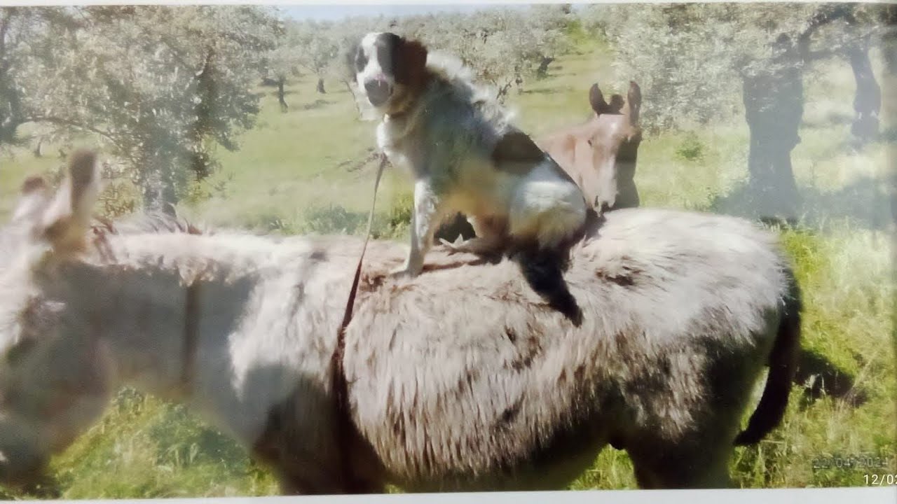 que silencio en el campo