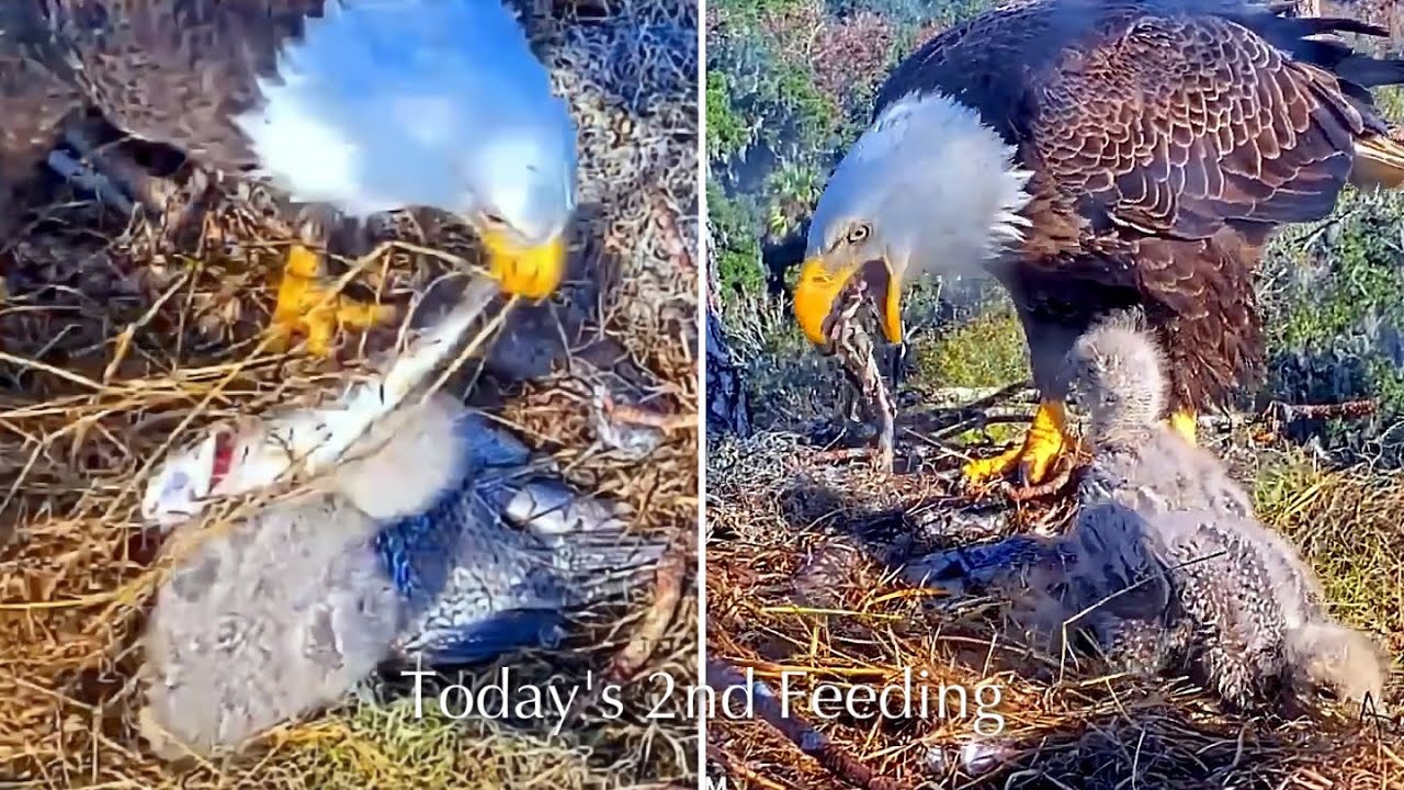 #161🦅NE32🐥16° & NE33🐥14°／NEFL 2025-2026／Gabby💗Beau／by American Eagle Foundation