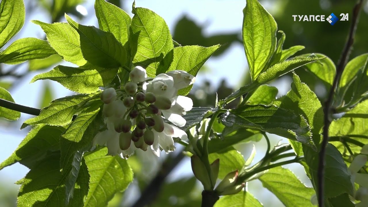 Лесная кухня – секреты приготовления квашеных джонджоли